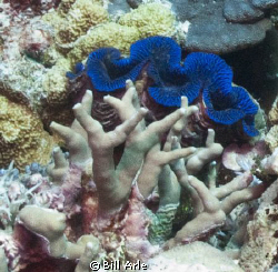 Giant Clam.  Coral sea.  The blue lips are quite striking... by Bill Arle 